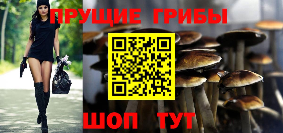 Галлюциногенные грибы Psilocybine cubensis Муравленко